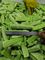 Lattuga congelata verdura verde cinese cinese di salute degli alimenti per il ristorante