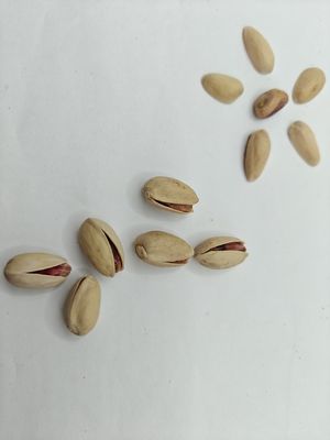 Soddisfare le voglie Pistacchio salato arrosto in conchiglia campione gratuito