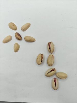 Soddisfare le voglie Pistacchio salato arrosto in conchiglia campione gratuito