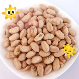 Kosher Halal Certificato Rivestito arrostito piccante giallo Edamame Soja Bean Snacks ISO approvato