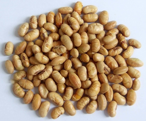 Kosher Halal Certificato Rivestito arrostito piccante giallo Edamame Soja Bean Snacks ISO approvato
